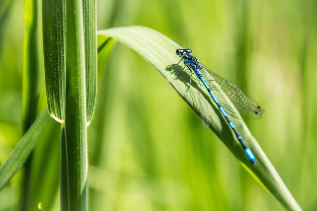 Libelle Zomerweek