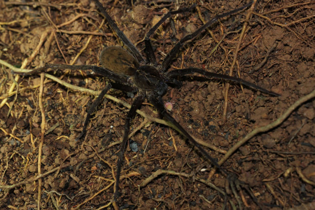 Wolf spider