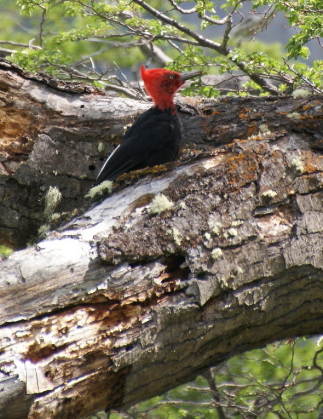 Magellanic Woodpecker specht in NP Torres del Paine