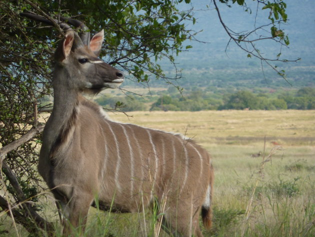 Poserend Kudu mannetje