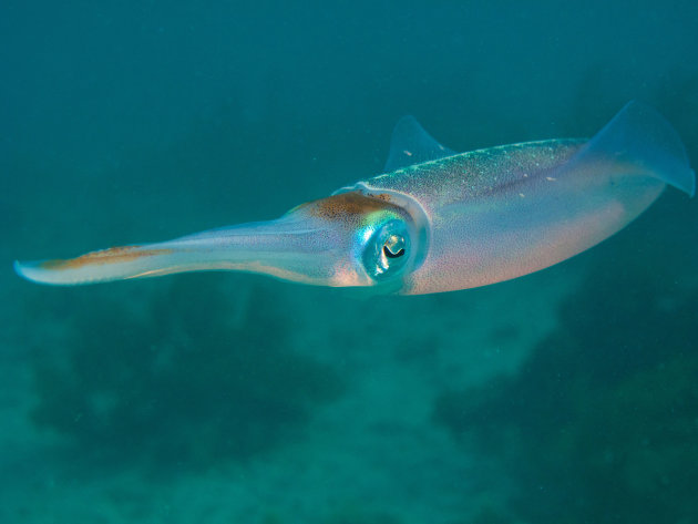 Caribean Reef Squit