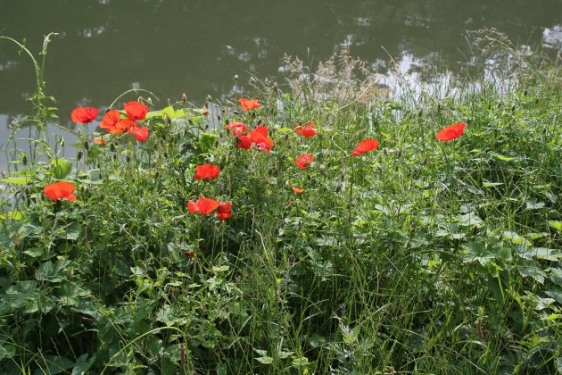 Kwetsbare schoonheid