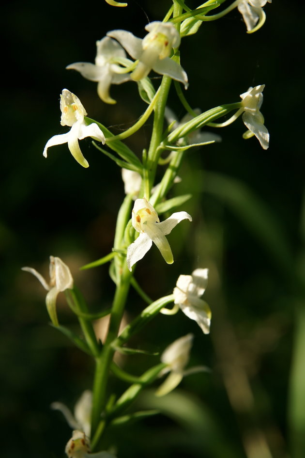 Welriekende nachtorchis