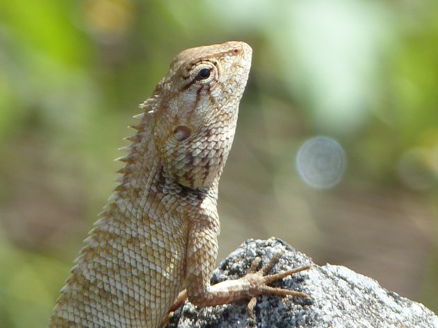 Lizard als standbeeld