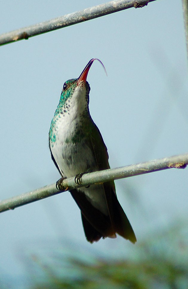 Hummingbird