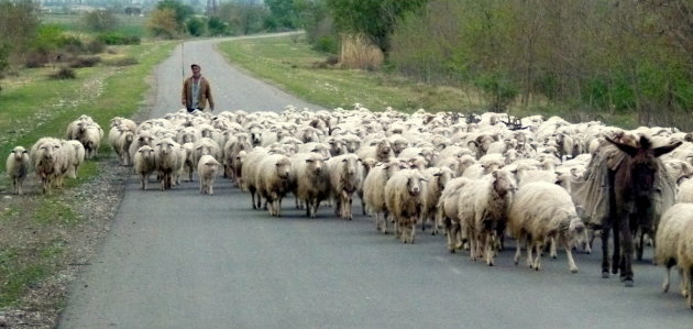 Schapen in overvloed