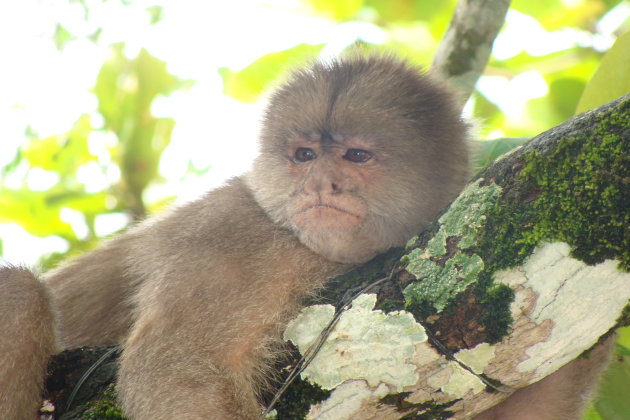 Los manos de Misahualli