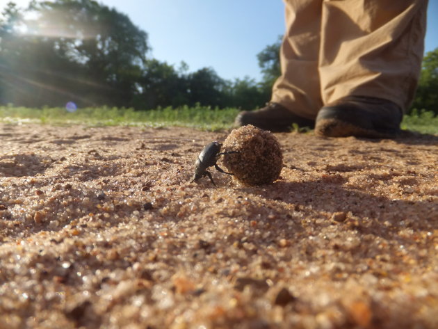 Mestkever op de landingsbaan in Selous NP