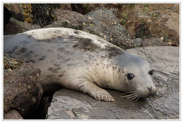 Ravenscar harbour seal