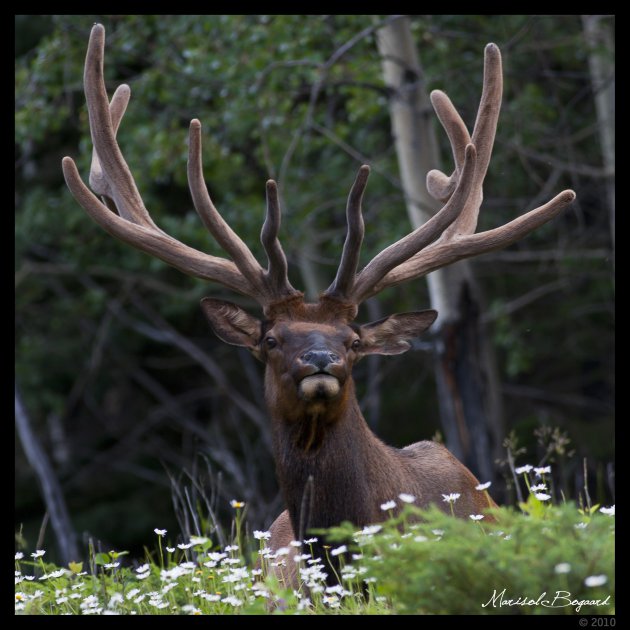 Groot hert met gewei in Banff NP