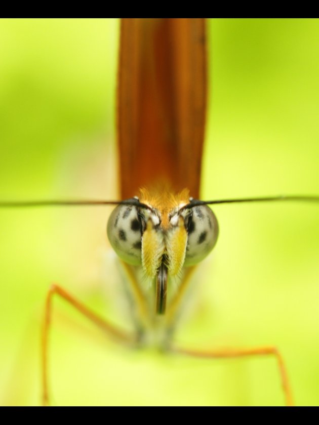 Face to face Butterfly