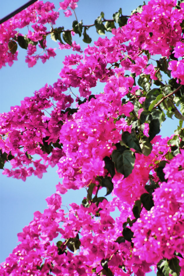 Bougainvillea