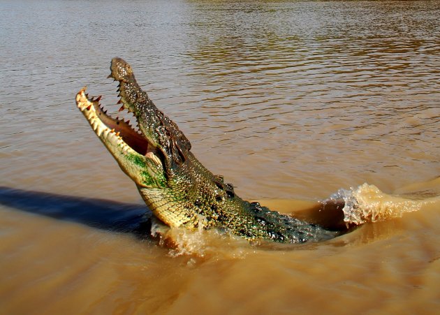 Croc