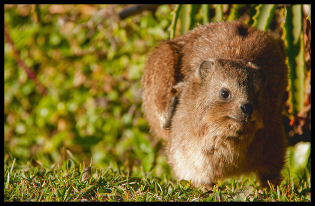 Dassie