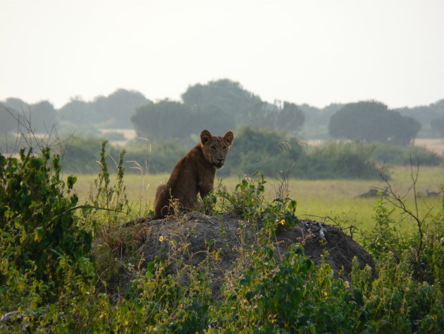 Prachtige leeuw in Queen Elizabeth NP