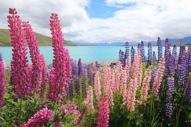 Lake Tekapo, Zuidereiland