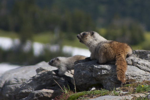 Hoary marmot moeder en kind