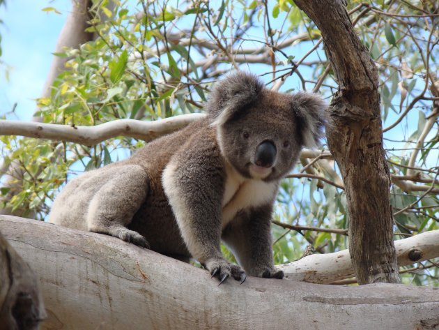 Koala in het wild