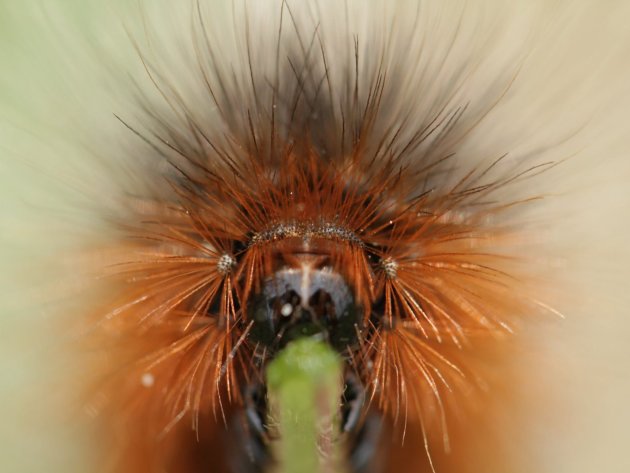 Rups aan de lunch