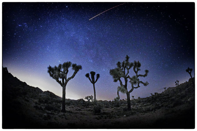 Joshua Trees by night