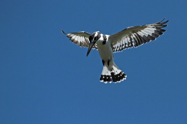 Vissende ijsvogel