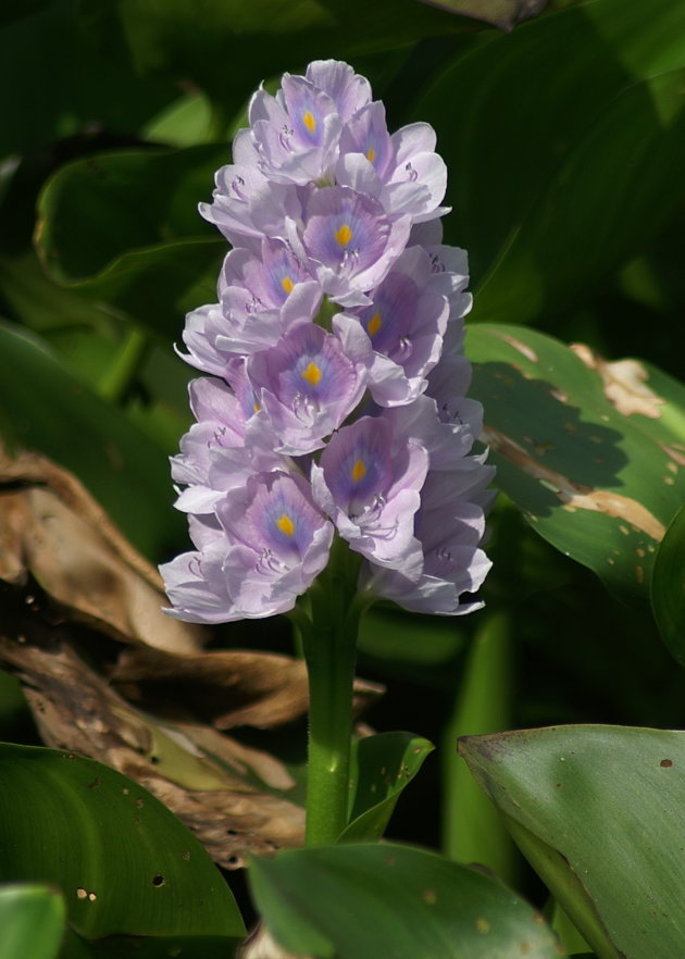 Waterhyacinth, mooi, maar.....