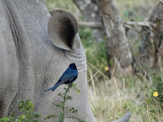 Drongo vertelt Neushoorn een geheim...