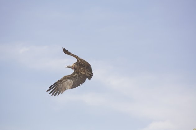 Gier in vlucht