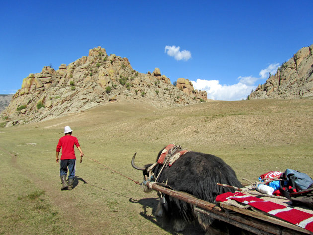 Yak 