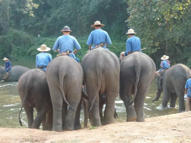 Dikbillen gaan badderen in Thailand! 