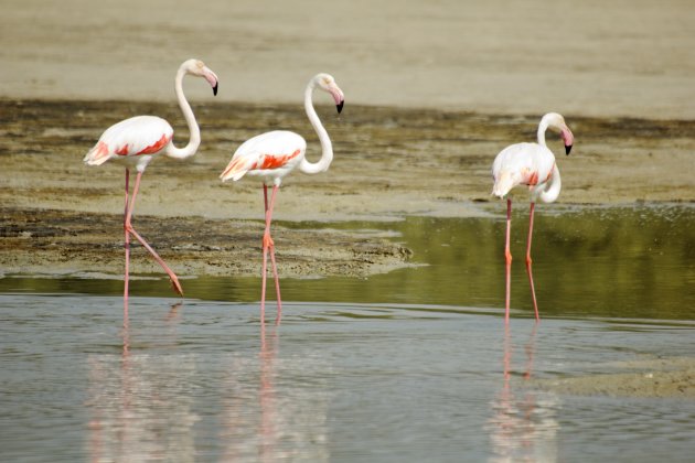 Flamingo's in Dubai