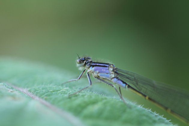 Blauw geluk