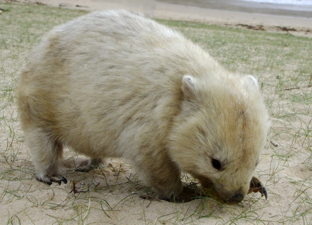 Wombat!