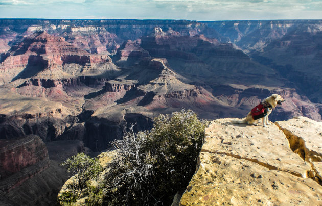 Redding nabij in Grand Canyon