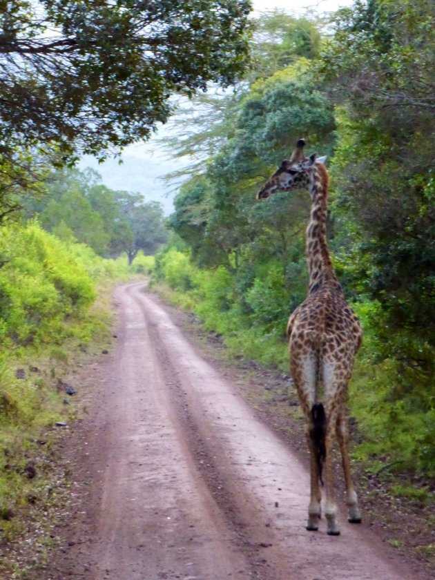 Giraffe op de weg!
