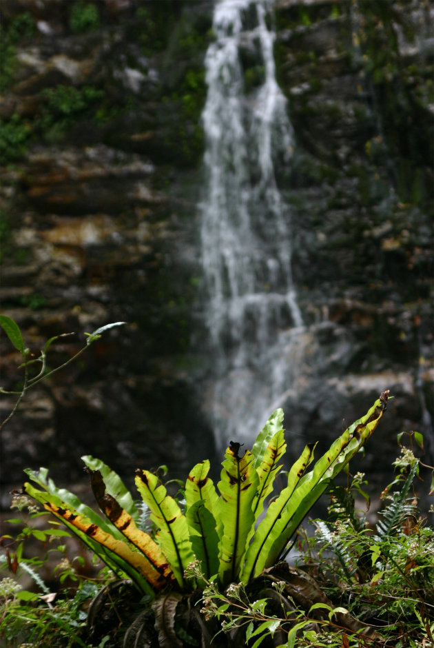 Regenwoud in Australie