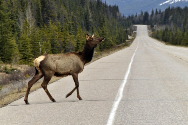 Rendieren op de Icefields Parkway