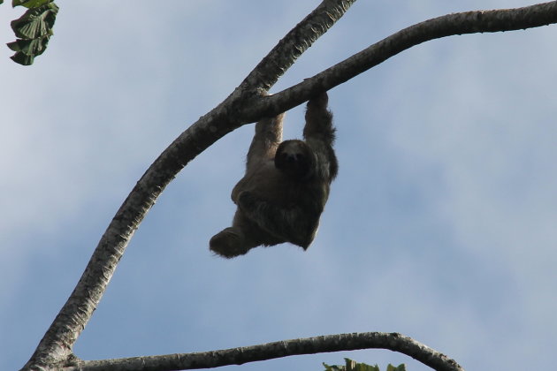 Hanging sloth