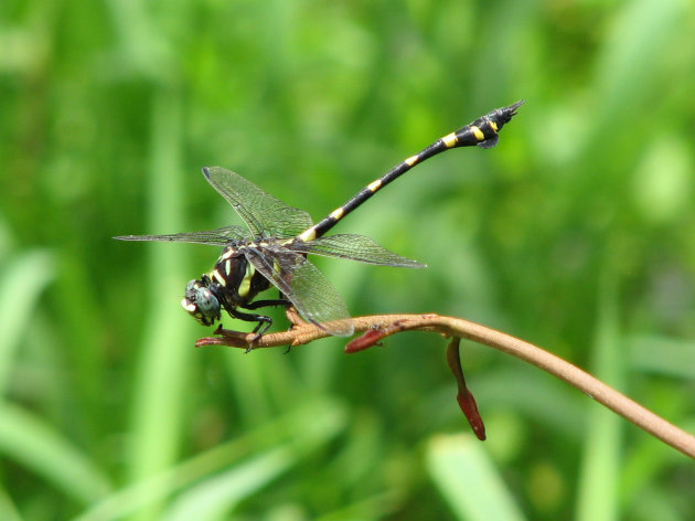 Libelle