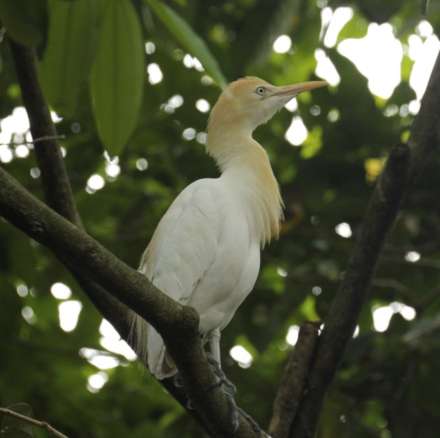 Oostelijke Koereiger