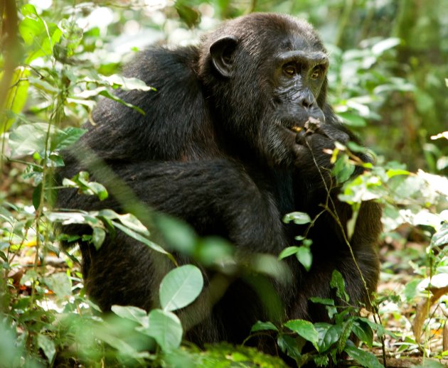 Chimp trekking 2