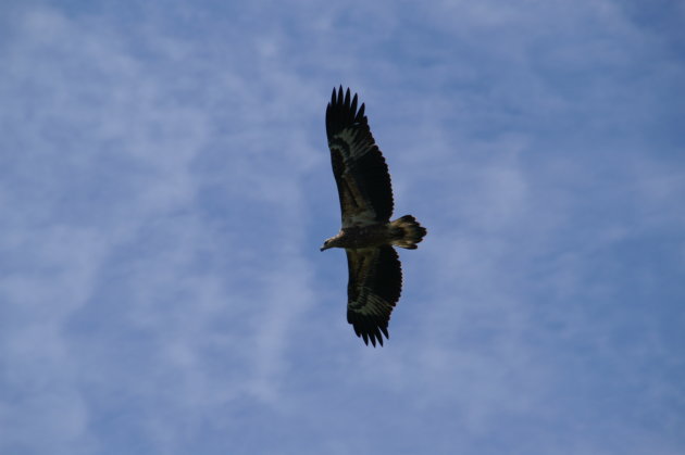 In volle vlucht