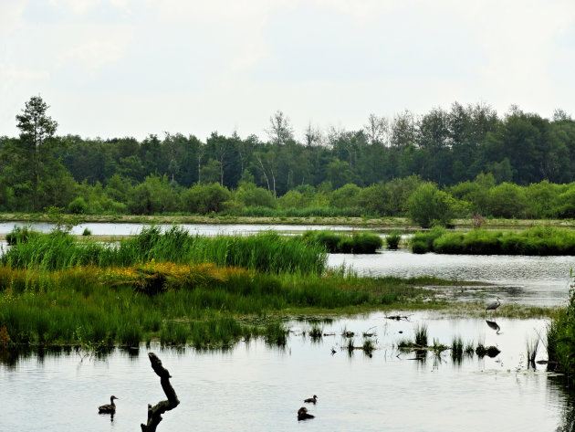 Pure natuur van de bovenste plank