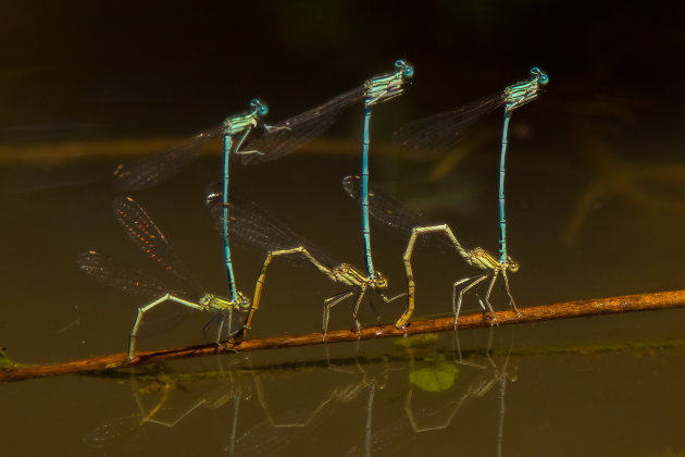 Acrobatiek op een takje, Auvergne waterjuffers