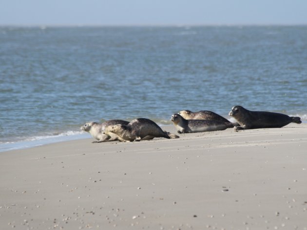 Zeehonden op Texel