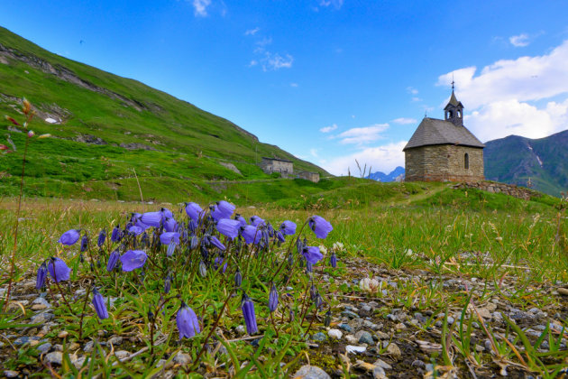 blauwe bloemtjes