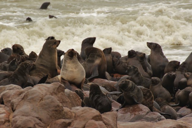 zeehonden