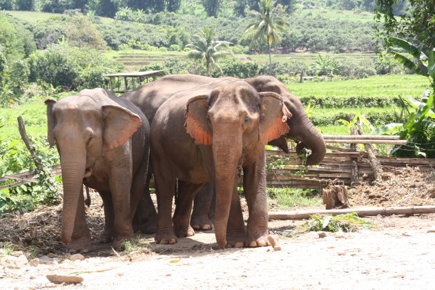 Olifantenkamp Chiang Mai