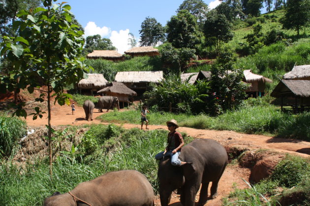 Olifanten kamp Chiang Mai