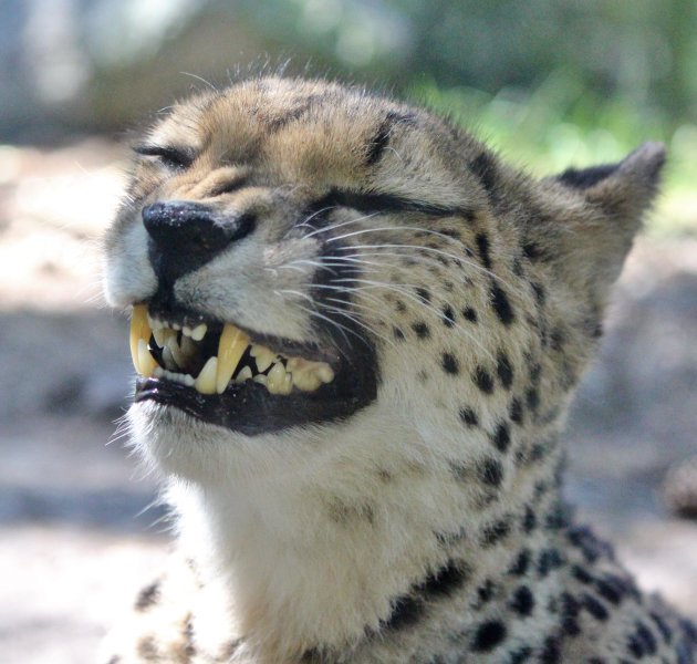 Jonge cheetah